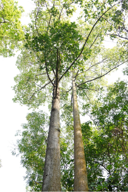 1737427461988615.png image.png